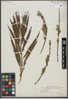 Foto von Salix viminalis L.